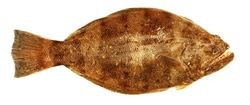 Atlantic Halibut